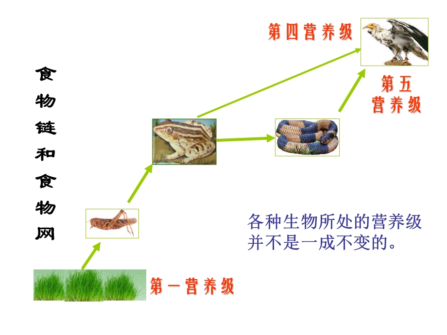 (新人教)生物必修三同步课件5.1生态系统的结构2.ppt_第3页