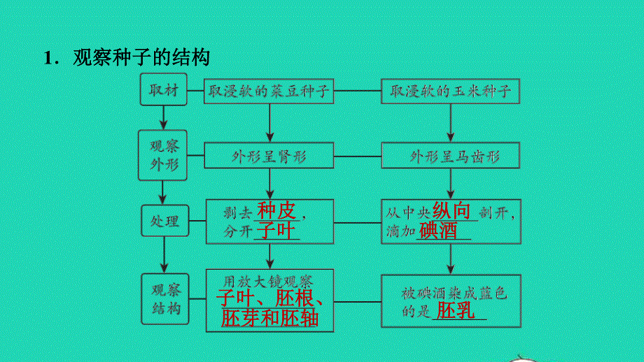 2021七年级生物上册 第三单元 生物圈中的绿色植物第一章 生物圈中有哪些绿色植物第2节 种子植物第1课时种子的结构习题课件（新版）新人教版.ppt_第2页