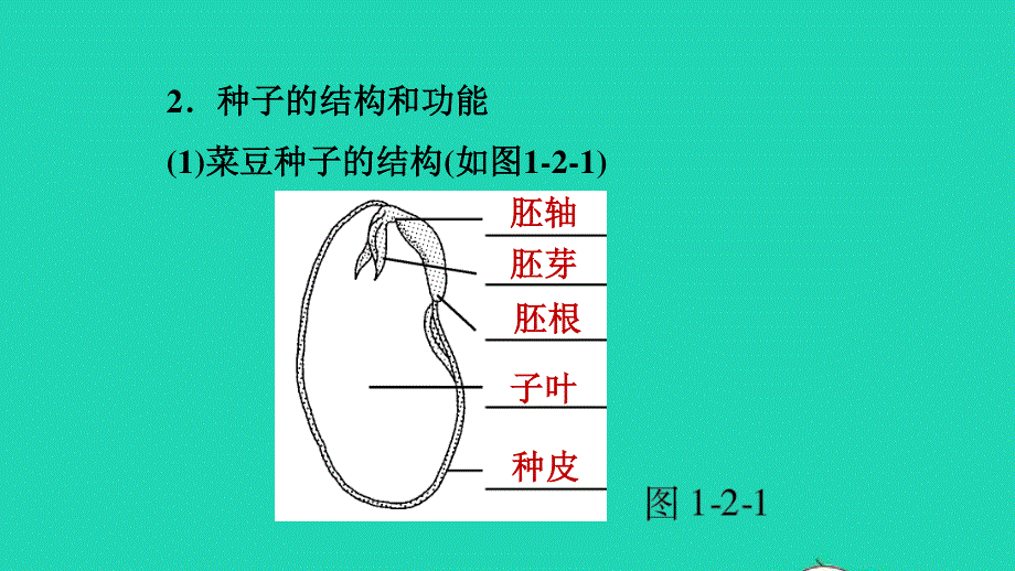 2021七年级生物上册 第三单元 生物圈中的绿色植物第一章 生物圈中有哪些绿色植物第2节 种子植物第1课时种子的结构习题课件（新版）新人教版.ppt_第3页