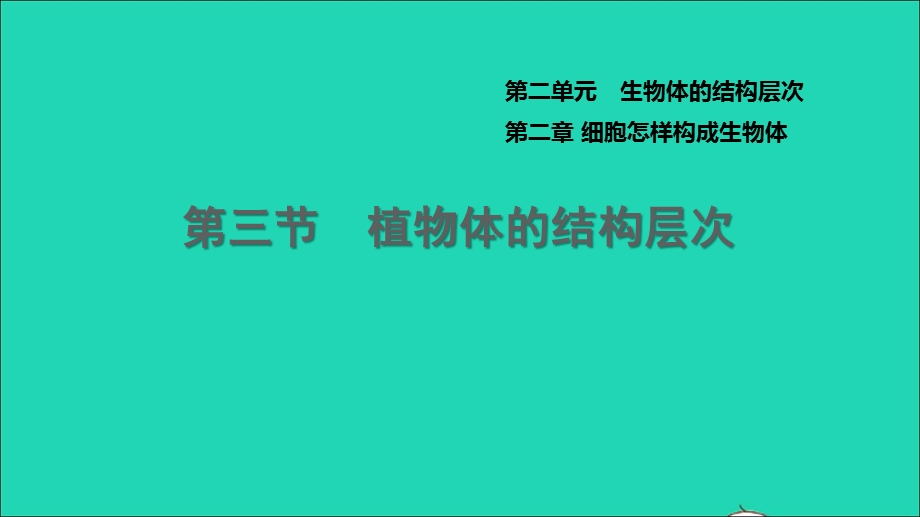 2021七年级生物上册 第二单元 生物体的结构层次第二章 细胞怎样构成生物体第3节植物体的结构层次习题课件（新版）新人教版.ppt_第1页