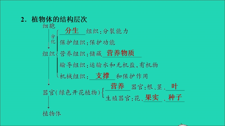 2021七年级生物上册 第二单元 生物体的结构层次第二章 细胞怎样构成生物体第3节植物体的结构层次习题课件（新版）新人教版.ppt_第3页