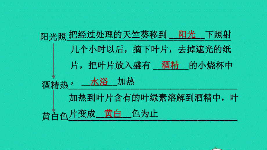 2021七年级生物上册 第三单元 生物圈中的绿色植物第四章 绿色植物是生物圈中有机物的制造者习题课件（新版）新人教版.ppt_第3页