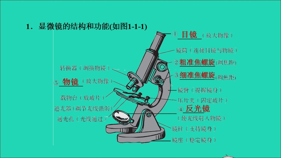 2021七年级生物上册 第二单元 生物体的结构层次第一章 细胞是生命活动的基本单位第1节练习使用显微镜习题课件（新版）新人教版.ppt_第2页