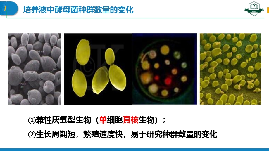 1-2-2 培养液中酵母菌种群数量的变化（名师精讲课件）-2022-2023学年高二生物同步精品课堂（人教版2019选择性必修2） PDF版.pptx_第2页