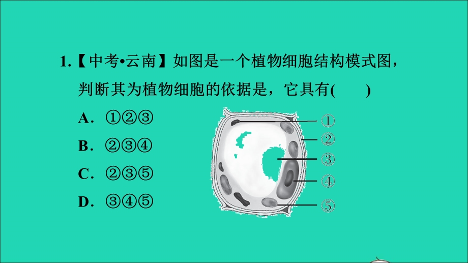 2021七年级生物上册 第二单元 生物体的结构层次阶段综合训练 生物体的结构层次习题课件（新版）新人教版.ppt_第3页