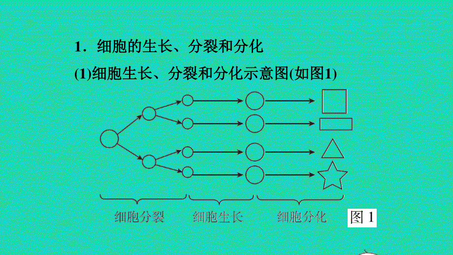 2021七年级生物上册 第二单元 生物体的结构层次第二章 细胞怎样构成生物体巩固强化复习训练习题课件（新版）新人教版.ppt_第3页