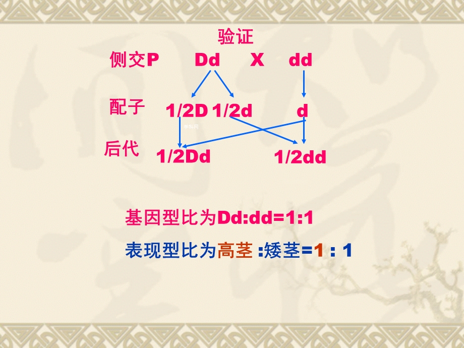 2014年广东省翁源县翁源中学生物课件 高三复习：孟德尔的豌豆杂交实验(二).ppt_第2页