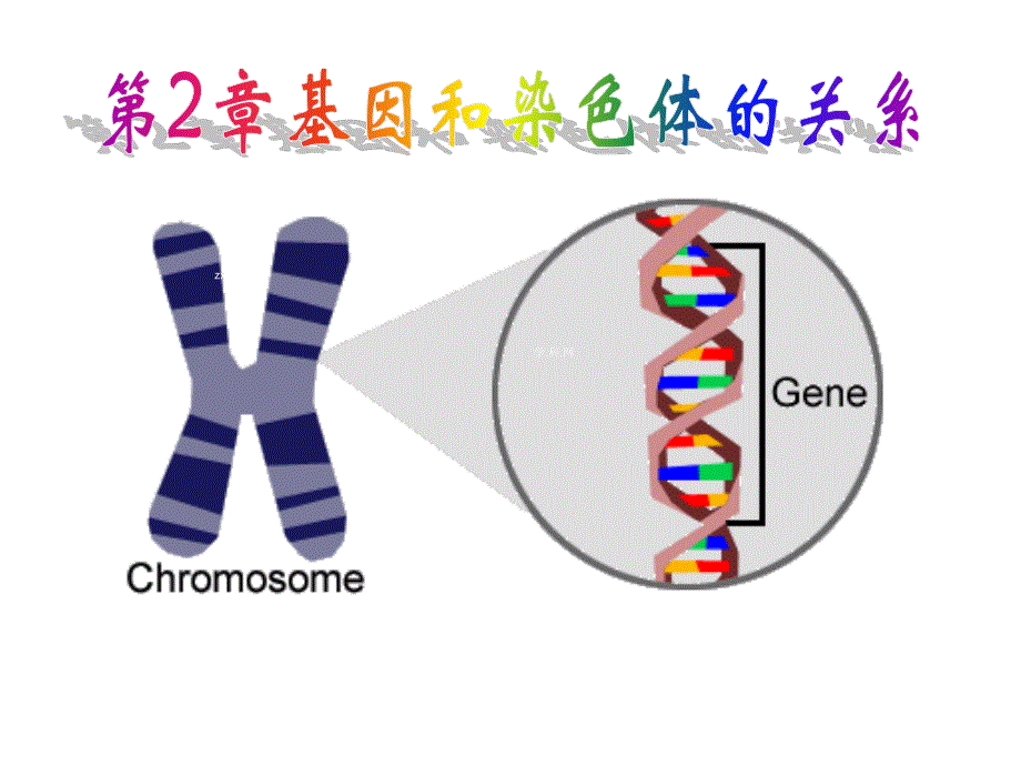 2014年广东省翁源县翁源中学生物课件 高三复习：减数分裂和受精作用.ppt_第1页