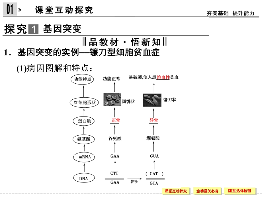 2016-2017学年生物人教版必修2（广东专用）课件：5-1基因突变和基因重组 .ppt_第3页