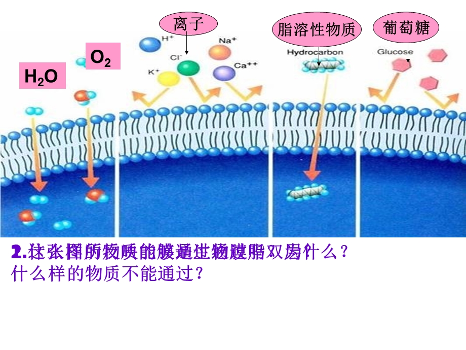 2014年广东省翁源县翁源中学生物课件 高中必修一：43 物质跨膜运输的方式（共17张PPT）.ppt_第2页