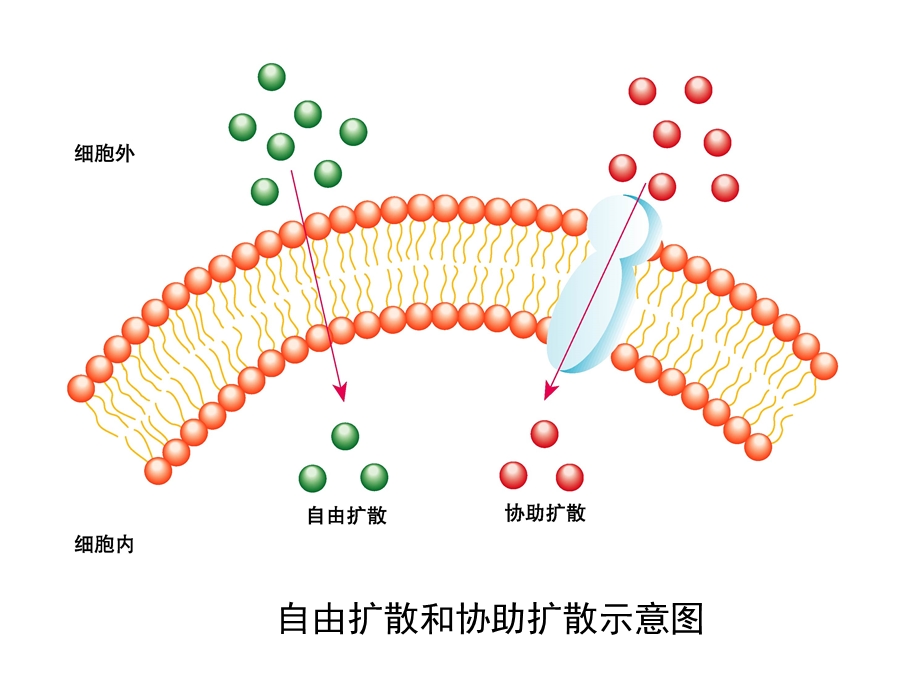 2014年广东省翁源县翁源中学生物课件 高中必修一：43 物质跨膜运输的方式（共17张PPT）.ppt_第3页