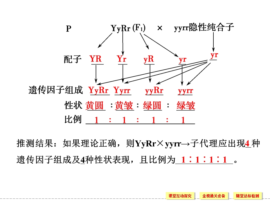 2016-2017学年生物人教版必修2（广东专用）课件：1-2-2 孟德尔的豌豆杂交实验（二） .ppt_第3页