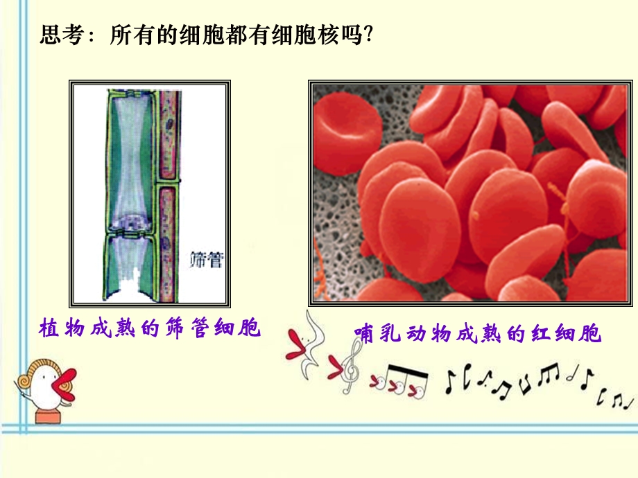 2014年浙科版高中生物必修一同步系列：《细胞核》课件2.ppt_第3页