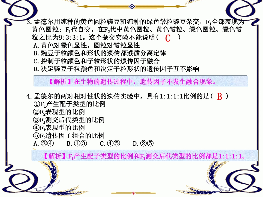 2013学年高一新人教版生物必修2练案课件 练案3 孟德尔的豌豆杂交实验（二）.ppt_第2页