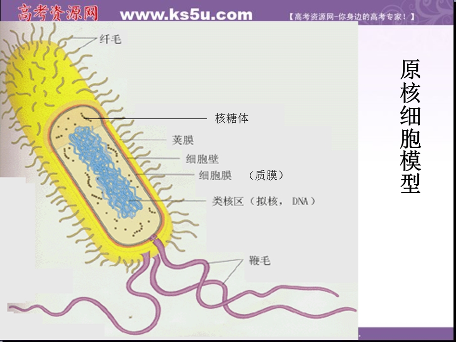 2014年浙科版高中生物必修一同步系列：《原核细胞》课件1.ppt_第2页