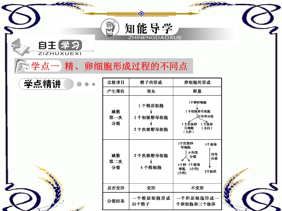 2013学年高一新人教版生物必修2学案课件2.2 减数分裂（二）.ppt_第3页