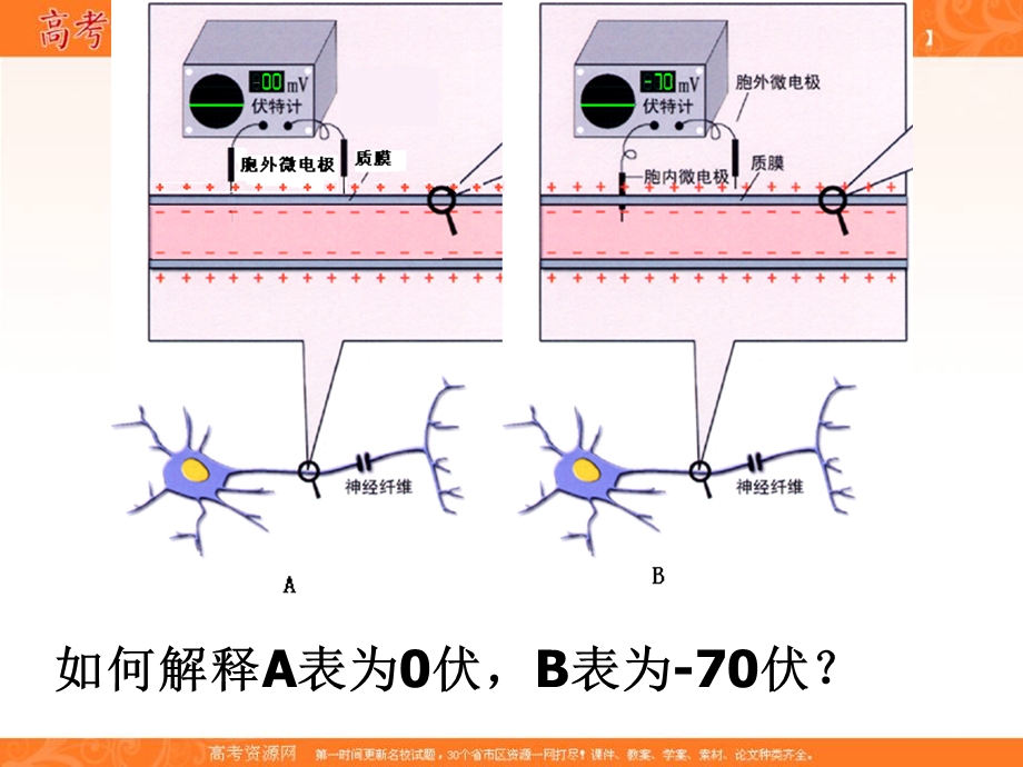 2016-2017学年苏教版生物必修三第二章第二节人体生命活动的调节——神经调节 （共30张PPT） .ppt_第2页