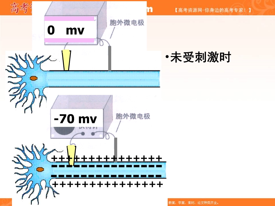 2016-2017学年苏教版生物必修三第二章第二节人体生命活动的调节——神经调节 （共30张PPT） .ppt_第3页