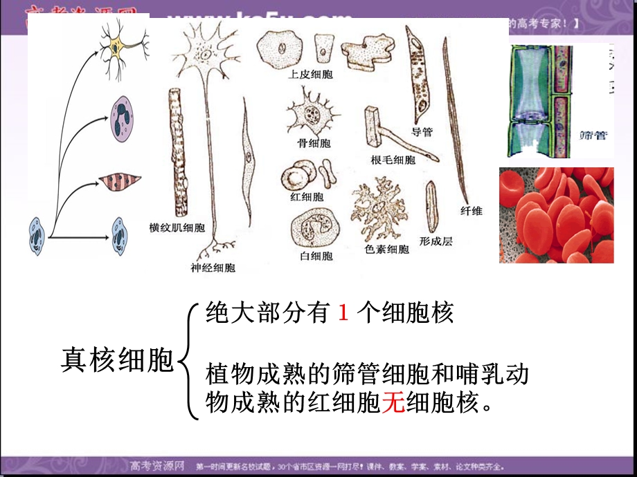 2014年浙科版高中生物必修一同步系列：《细胞核》课件3.ppt_第3页