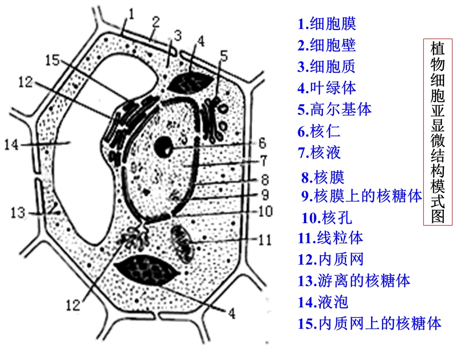 2014年江苏省响水中学高中生物必修一第三章细胞的基本结构《细胞核——系统的控制中心》.ppt_第1页