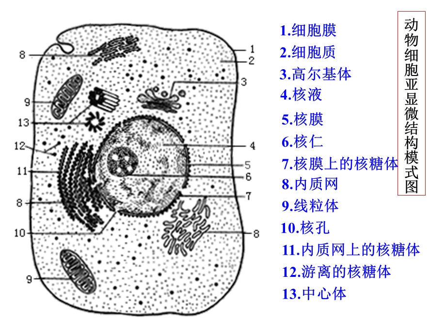 2014年江苏省响水中学高中生物必修一第三章细胞的基本结构《细胞核——系统的控制中心》.ppt_第2页