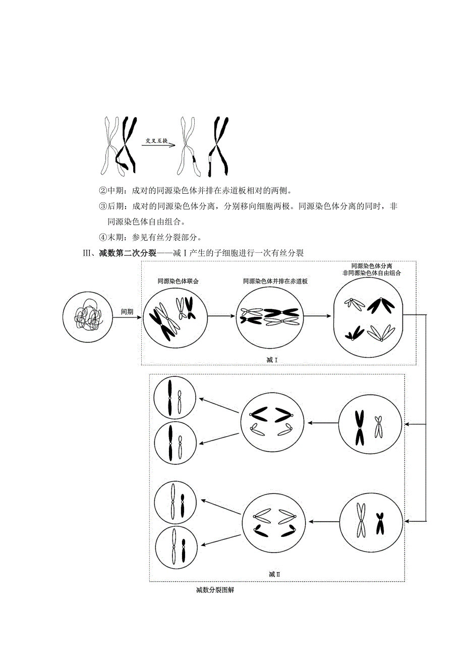 《个人珍藏版》高中人教版生物学生笔记：必修2 2.1 减数分裂和受精作用.doc_第2页