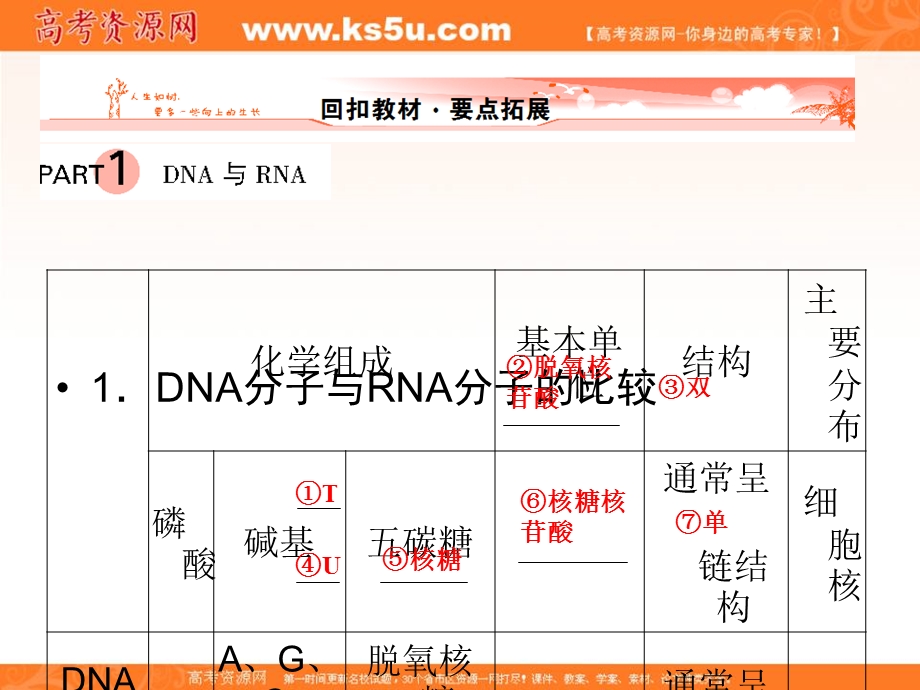 2013届新课标高考生物一轮复习课件：遗传与进化第三单元 遗传的分子基础第3讲基因的表达.ppt_第2页