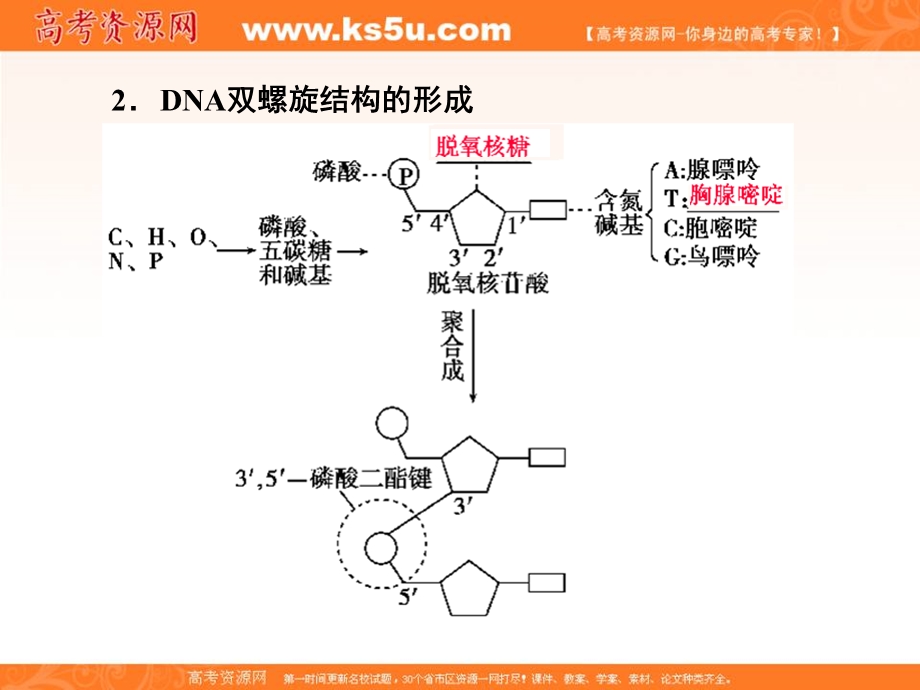 2018届高三生物总复习课件：第六单元 基因的本质和表达6-20 .ppt_第3页