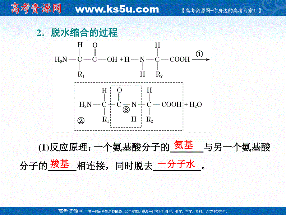 2020-2021学年人教版生物学必修1同步课件：第二章 第4节 第2课时 蛋白质的结构及其多样性 .ppt_第3页