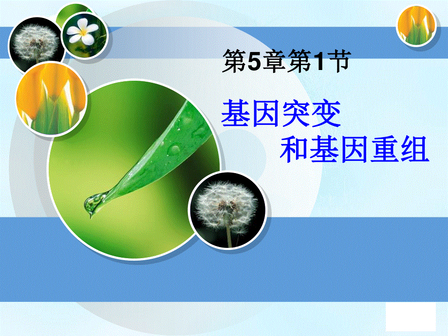 2020-2021学年人教版生物必修二（新教材）课件：5-1基因突变和基因重组.ppt_第1页