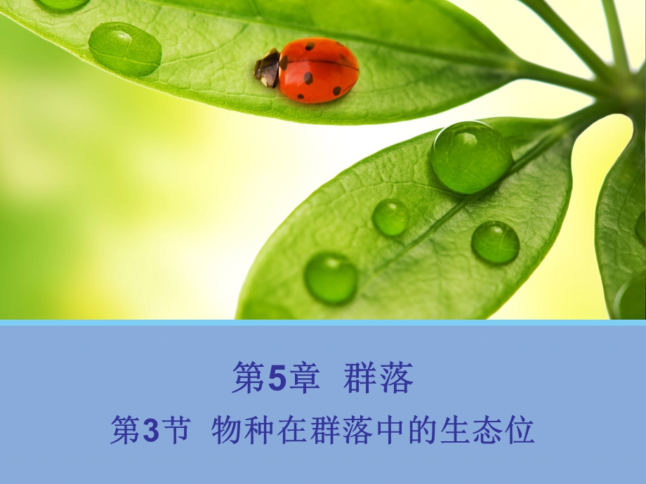 2014-2015学年高二生物浙科版必修3课件：第5章 第3节 物种在群落中的生态位 .pptx_第1页