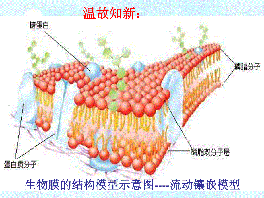 2020-2021学年人教版生物必修一（新教材）课件：4-3物质跨膜运输的方式.ppt_第1页