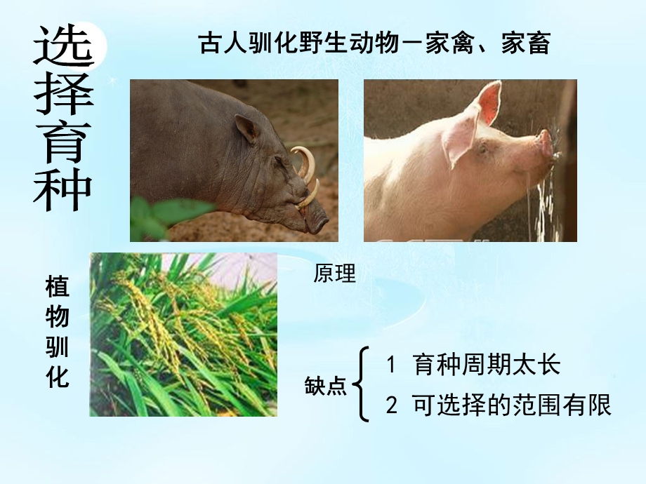 2020-2021学年人教版生物必修二（新教材）课件：6-1杂交育种与诱变育种.ppt_第2页