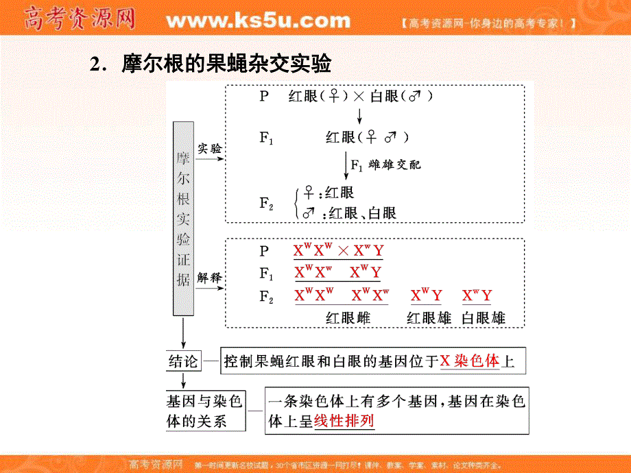 2017届高三生物一轮复习课件：必修2 第1单元 第三讲 基因在染色体上和伴性遗传 .ppt_第3页