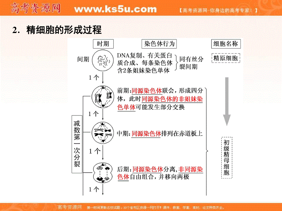 2017届高三生物一轮复习课件：必修1 第4单元 第三讲 减数分裂与受精作用 .ppt_第2页