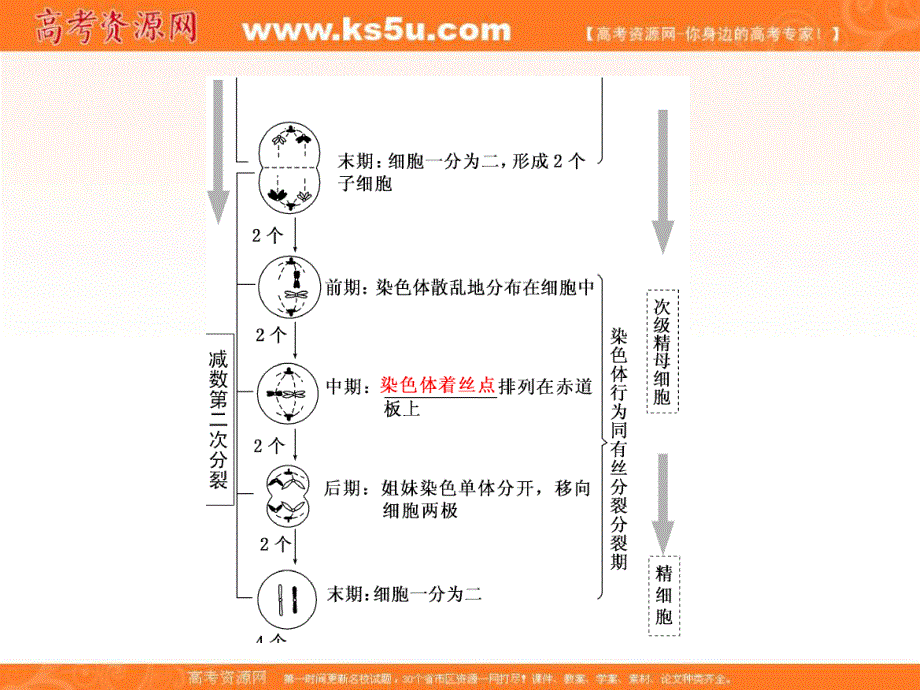 2017届高三生物一轮复习课件：必修1 第4单元 第三讲 减数分裂与受精作用 .ppt_第3页