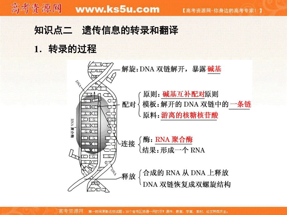 2017届高三生物一轮复习课件：必修2 第2单元 第三讲 基因的表达 .ppt_第3页