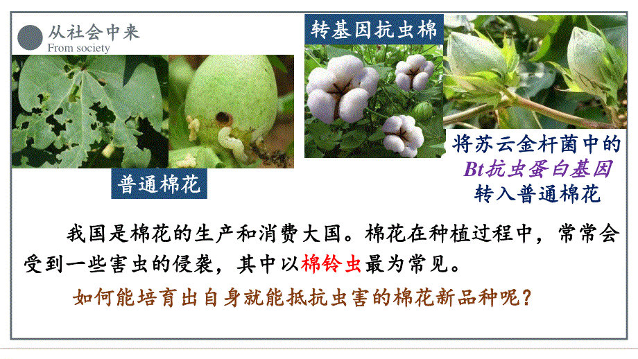 3-2-1 基因工程的基本操作程序（第一课时）课件2021-2022学年高二下学期生物人教版选择性必修3.pptx_第2页