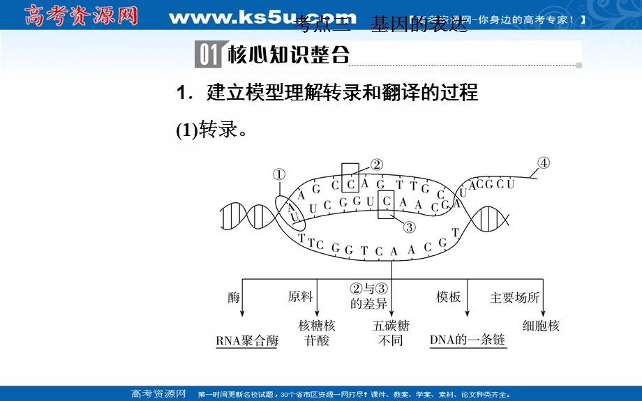 2020届生物高考二轮专题复习课件：专题五考点三 基因的表达 .ppt_第2页