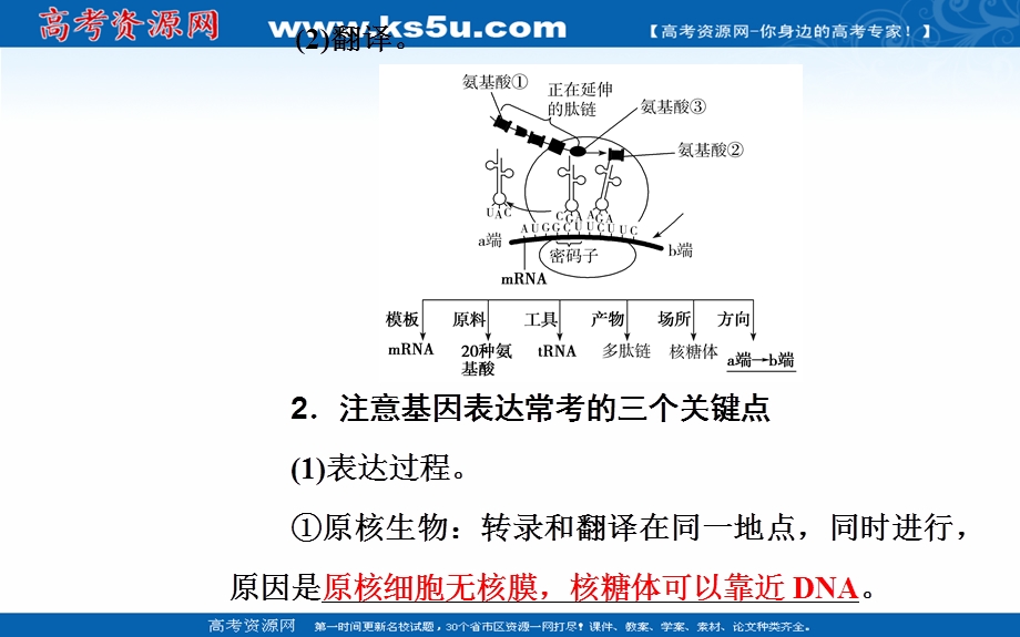 2020届生物高考二轮专题复习课件：专题五考点三 基因的表达 .ppt_第3页