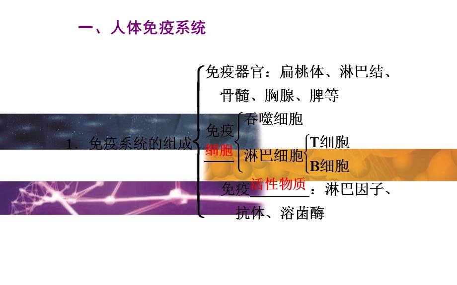 2015-2016学年广东省普通高中学业水平测试生物课件：13单元第5讲　人体免疫系统在维持稳态中的作用、艾滋病的流行和预防 .ppt_第3页