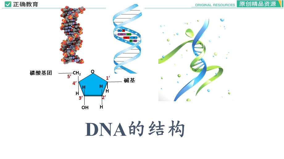 3-2 DNA的结构.pptx_第1页