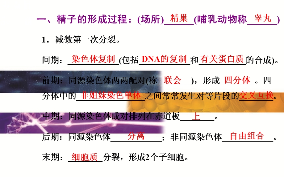 2015-2016学年广东省普通高中学业水平测试生物课件：6单元第2讲　配子的形成过程和受精过程 .ppt_第3页