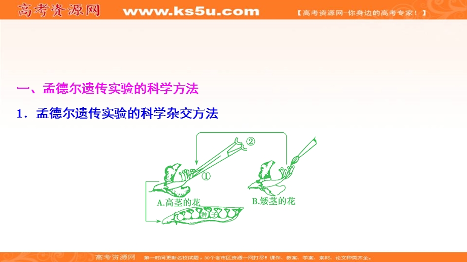 2017届高三生物（人教版）高考一轮复习课件：第五单元 第一讲　基因的分离定律 .ppt_第2页