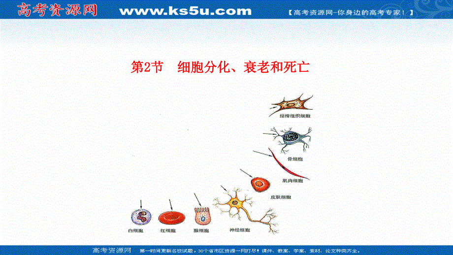 2021-2022学年新教材苏教版生物必修1课件：4-2 细胞分化、衰老和死亡 .ppt_第1页