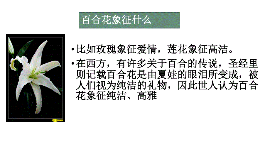 3-《百合花》课件33张2021-2022学年统编版高中语文必修上册.pptx_第2页