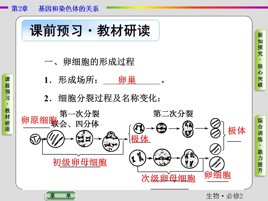 2019-2020学年人教版生物必修二抢分教程课件：第2章 第1节 第1课时　减数分裂（二） .ppt_第3页