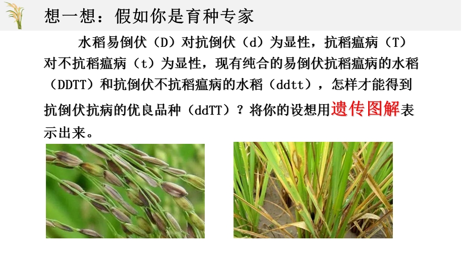 6-1杂交育种和诱变育种课件2021-2022学年高一下学期生物人教版必修2.pptx_第3页