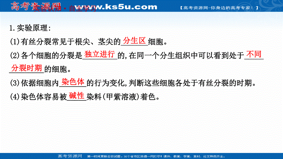 2021-2022学年新教材人教版生物必修一课件：探究&实践 观察根尖分生区组织细胞的有丝分裂 .ppt_第2页