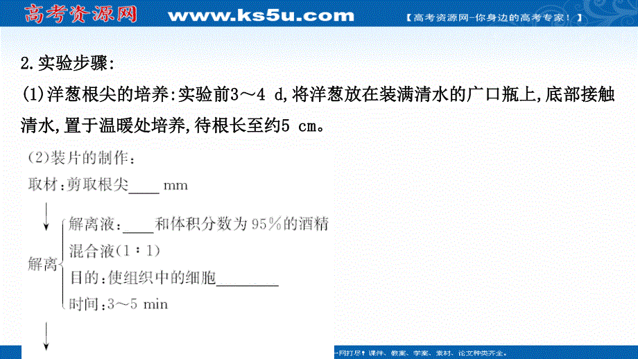 2021-2022学年新教材人教版生物必修一课件：探究&实践 观察根尖分生区组织细胞的有丝分裂 .ppt_第3页